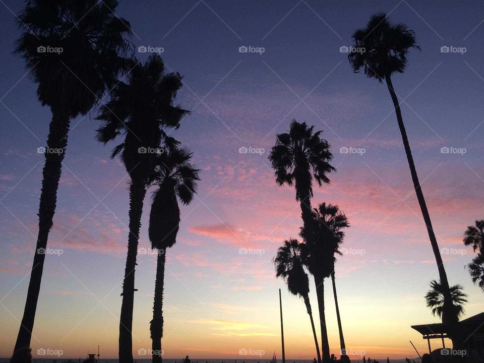 Palm Trees and Cotton Candy Skies in California