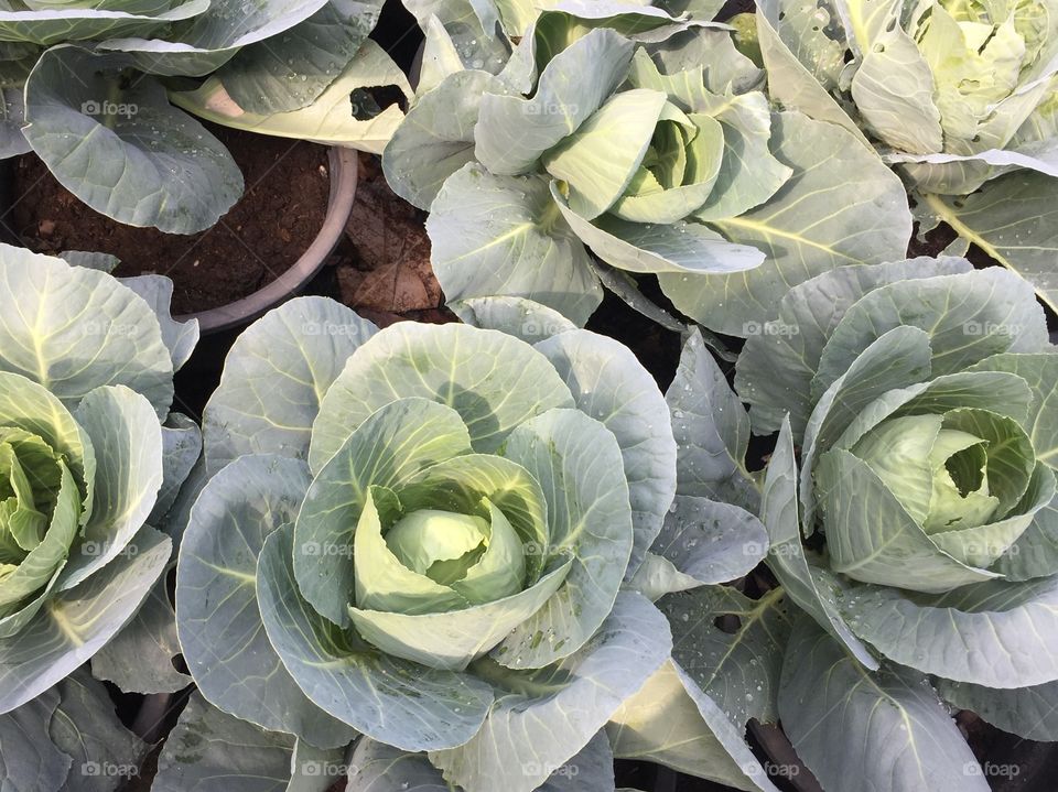 Vegetables in garden 