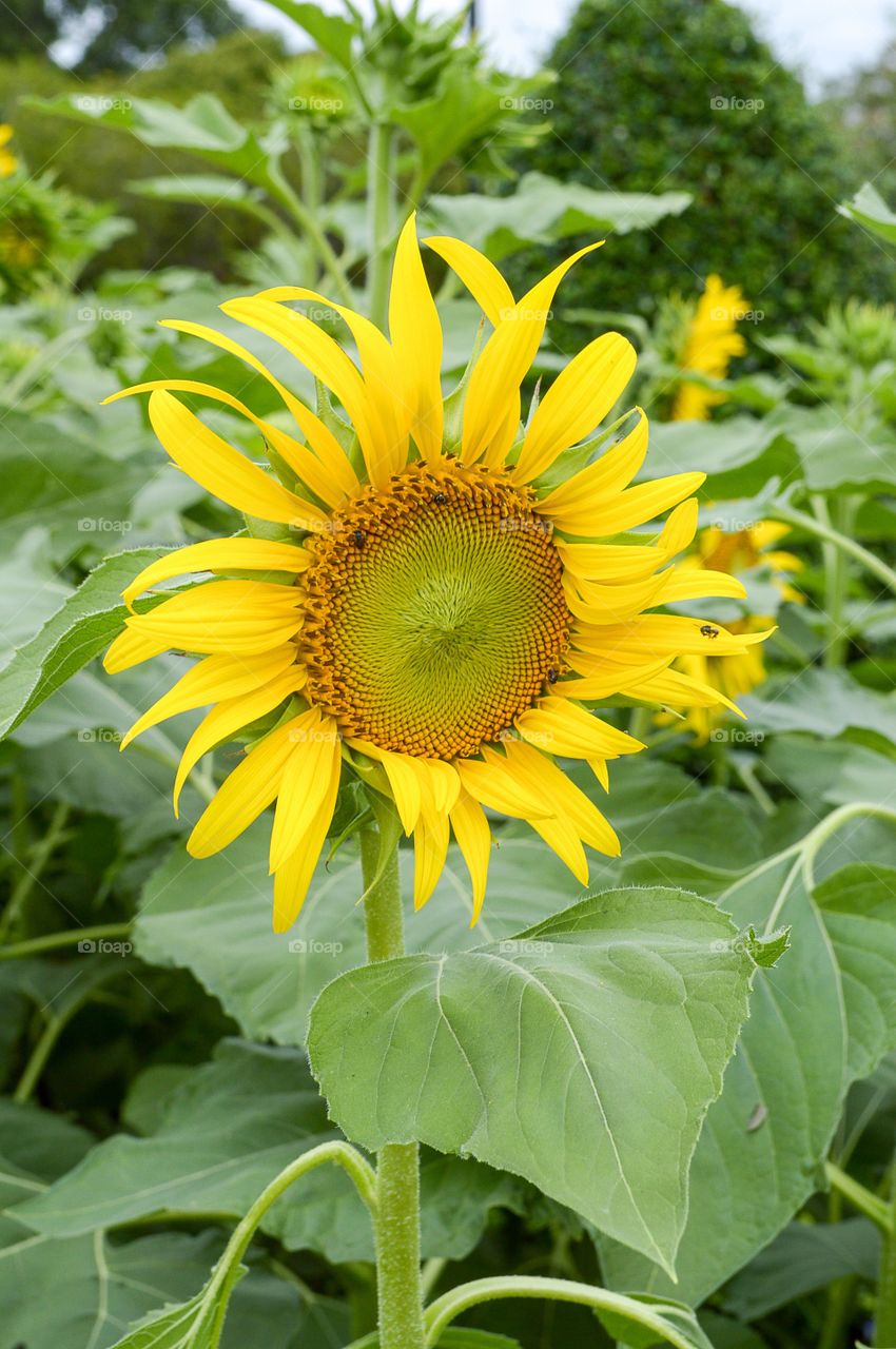 sunflower . sun flower in garden