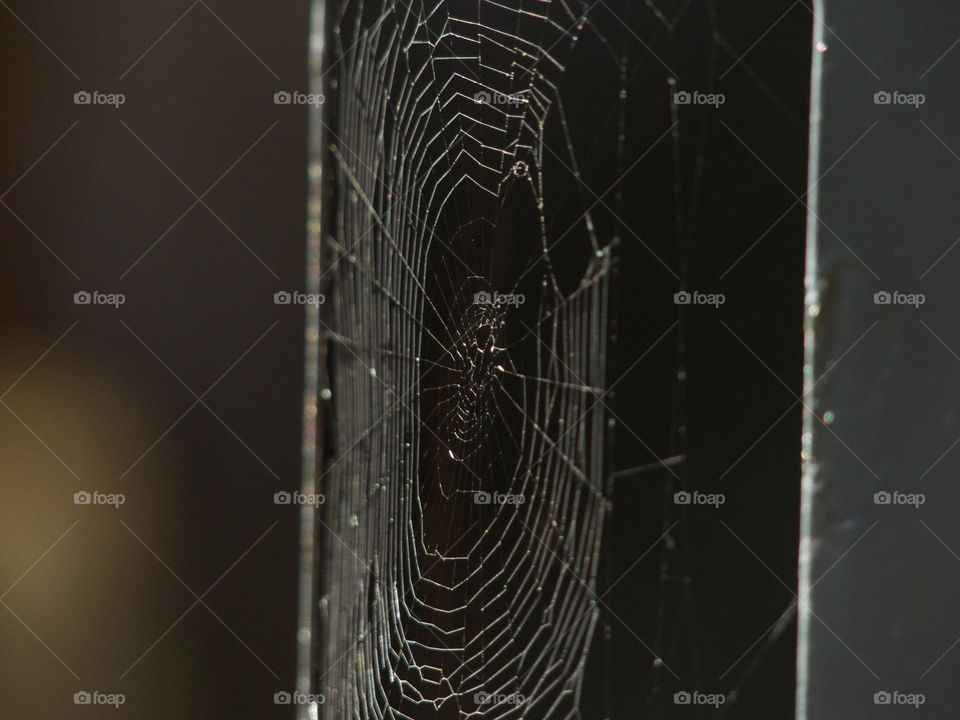 A spider’s intricate weaving