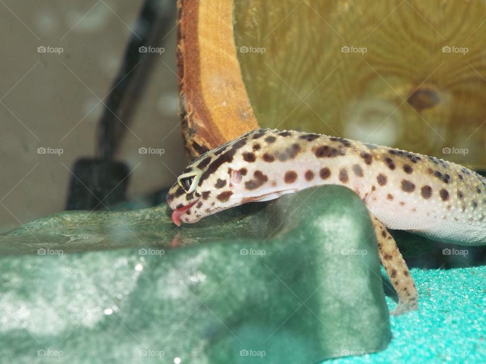 Leopard Gecko