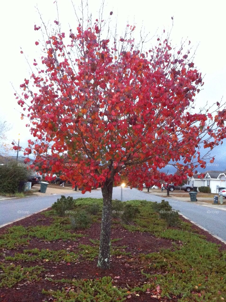 A Tree in Fall 