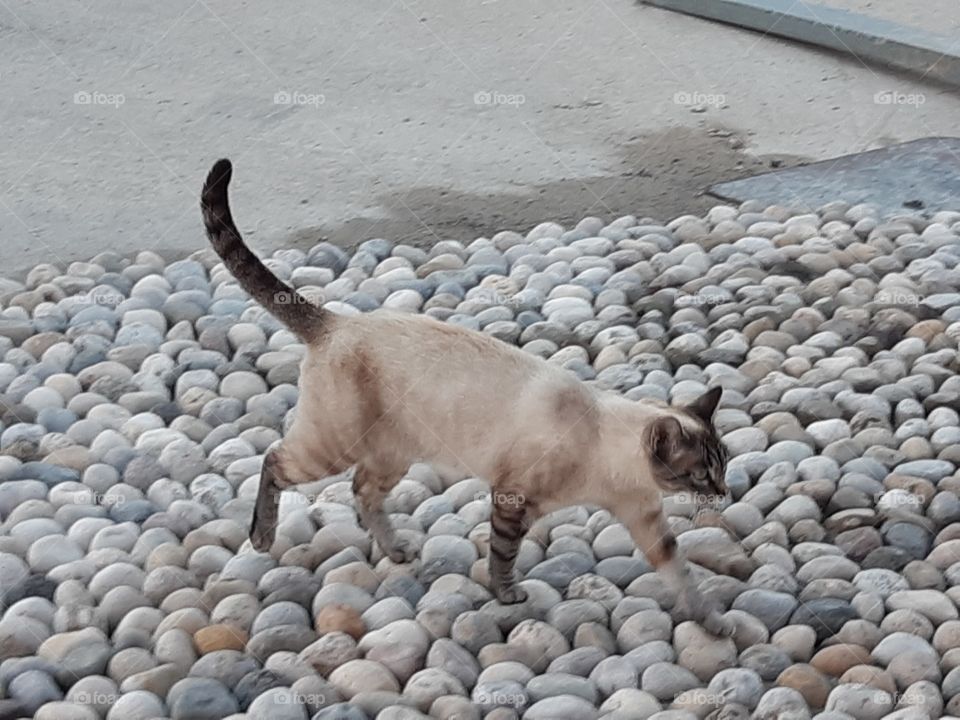 my cat Viola walking in the garden