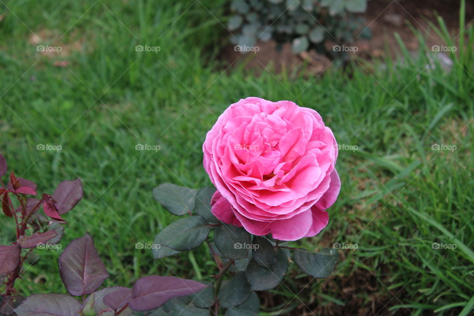 pink rose