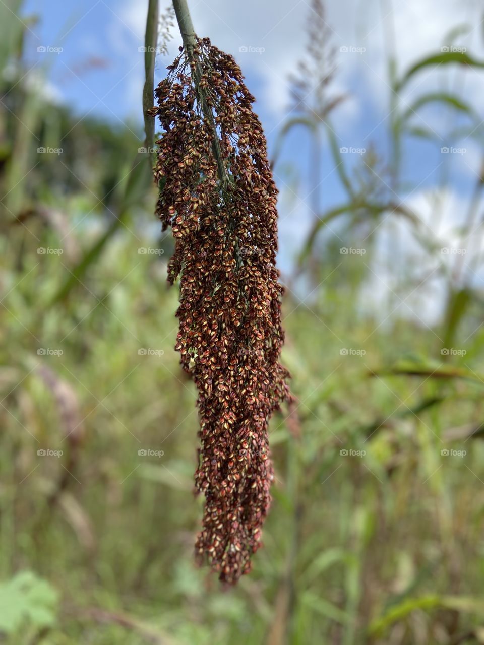 Mature Proso millet
