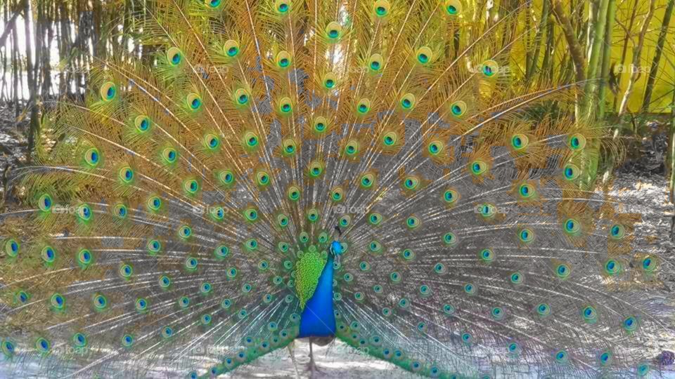 Glorious Peacock