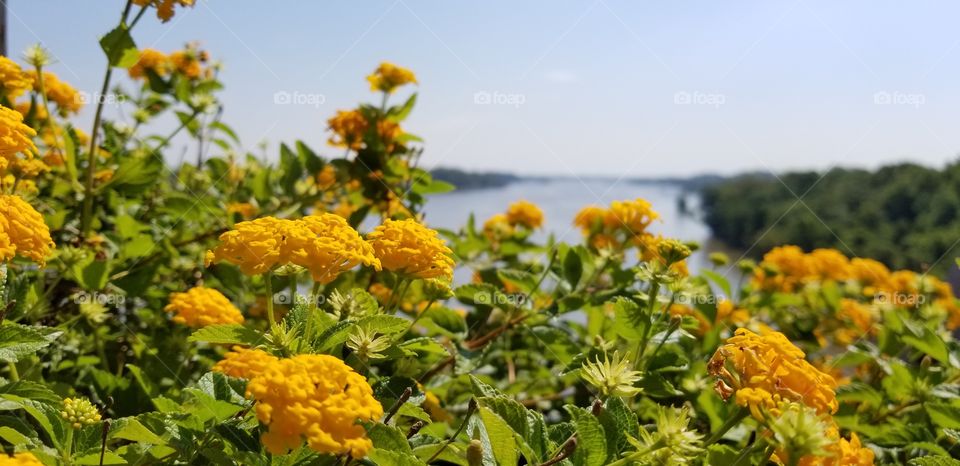 A closeup of a yellow flower bush on the side of a bridge above a river in Arkansas.