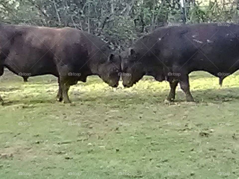 Two black angus bulls wrestling for dominance