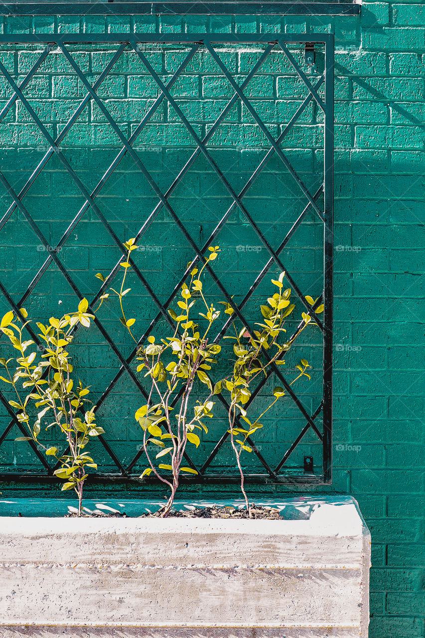 Right outside the main enterance for the Magnolia Press coffee shop in Waco, Texas. Aesthetic perfection with even more perfect coffee.