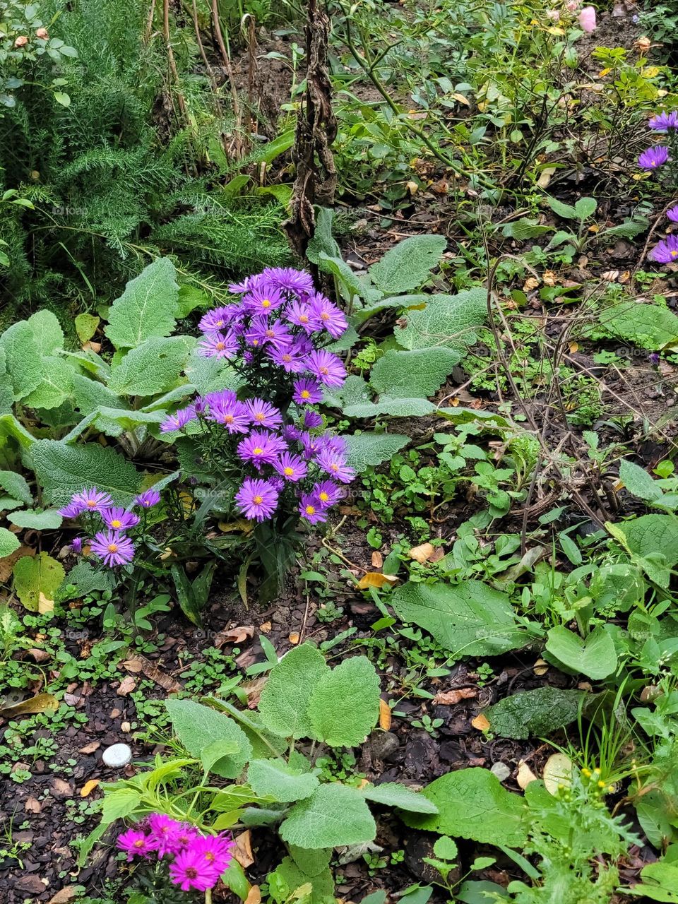 Spots of color pop out of the foliage, the colors bring everything alive.
