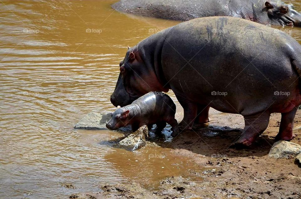 hippo with baby Kenya