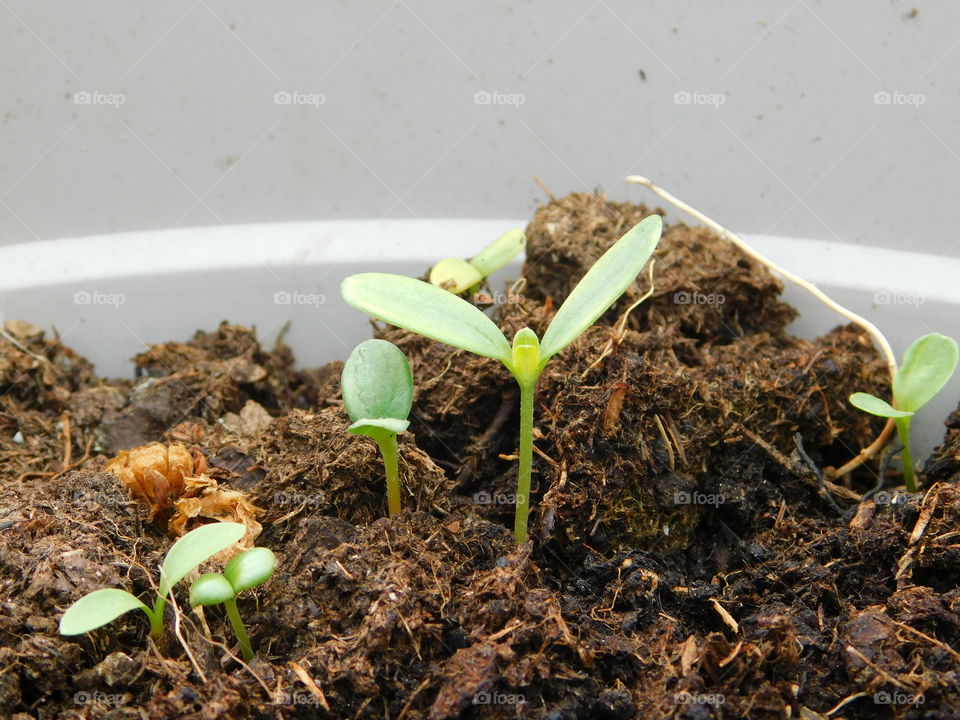 Sunflower Sprouting From Soil