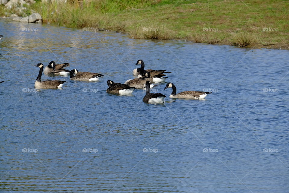 Geese hanging out on a pond