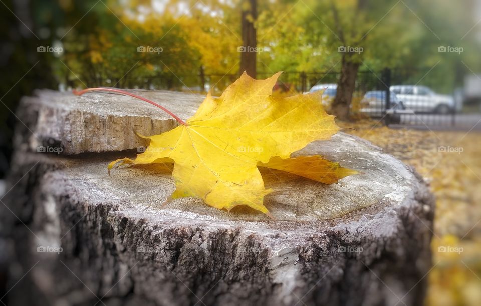 Yellow leaf on a stump.