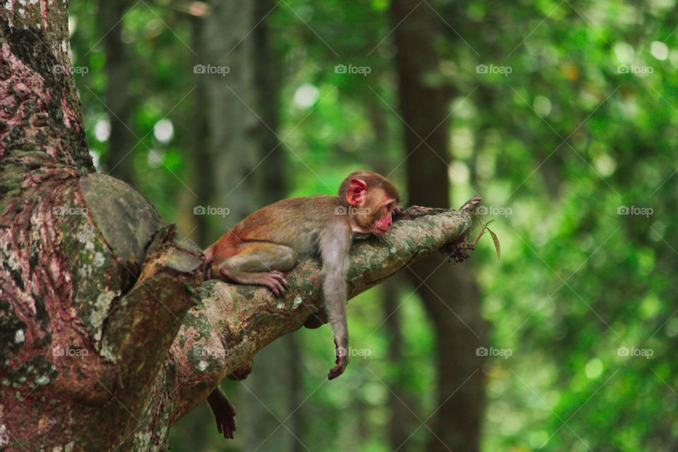 Child monkey taking rest after having meal.