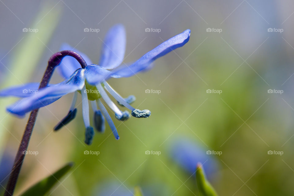 Spring colors - blue snowdrops on green background