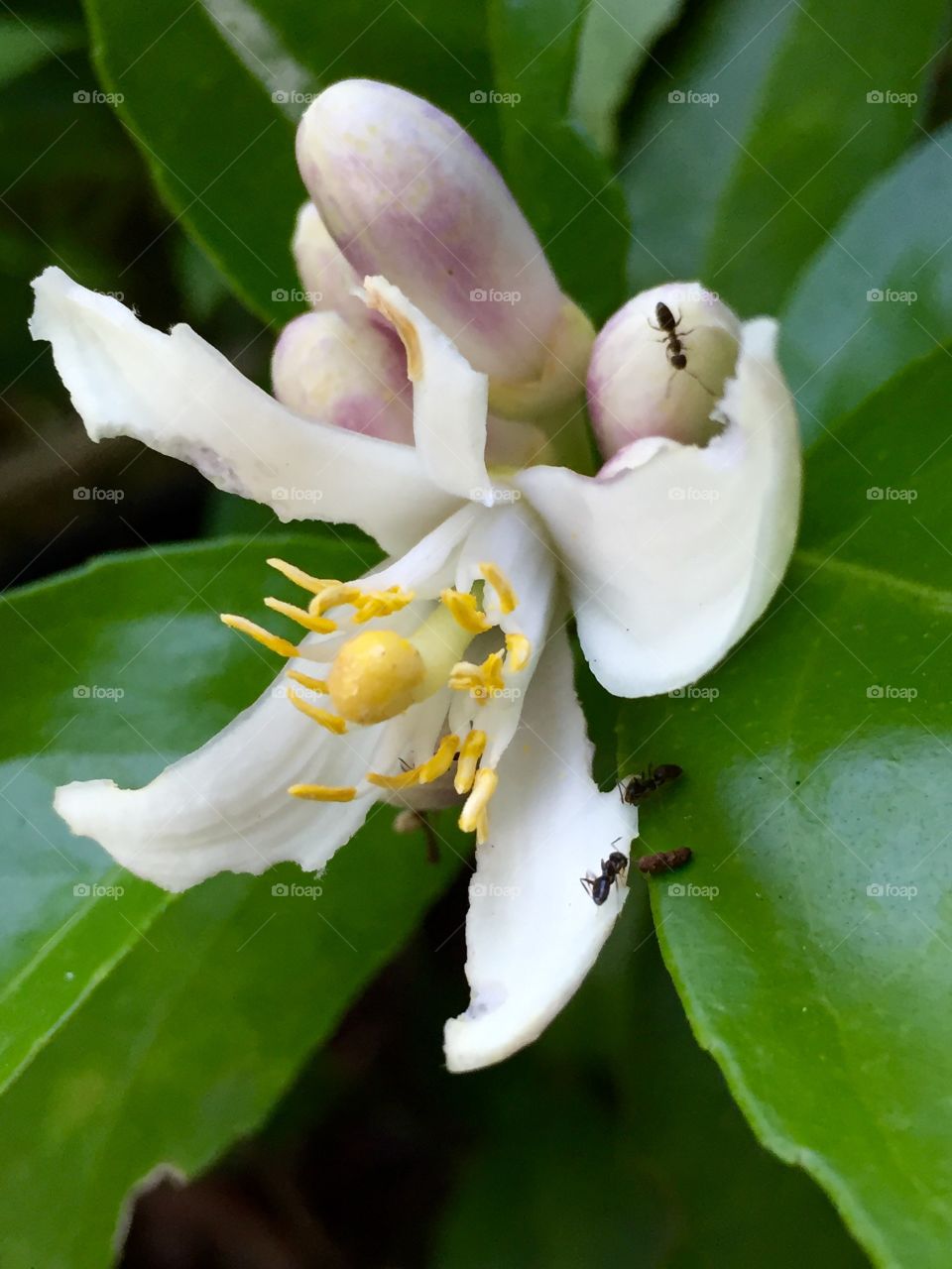 Meyer lemon flower perspective