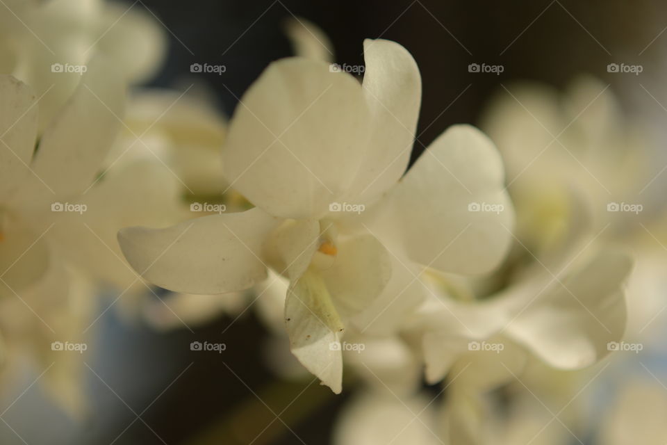 White Orchid 