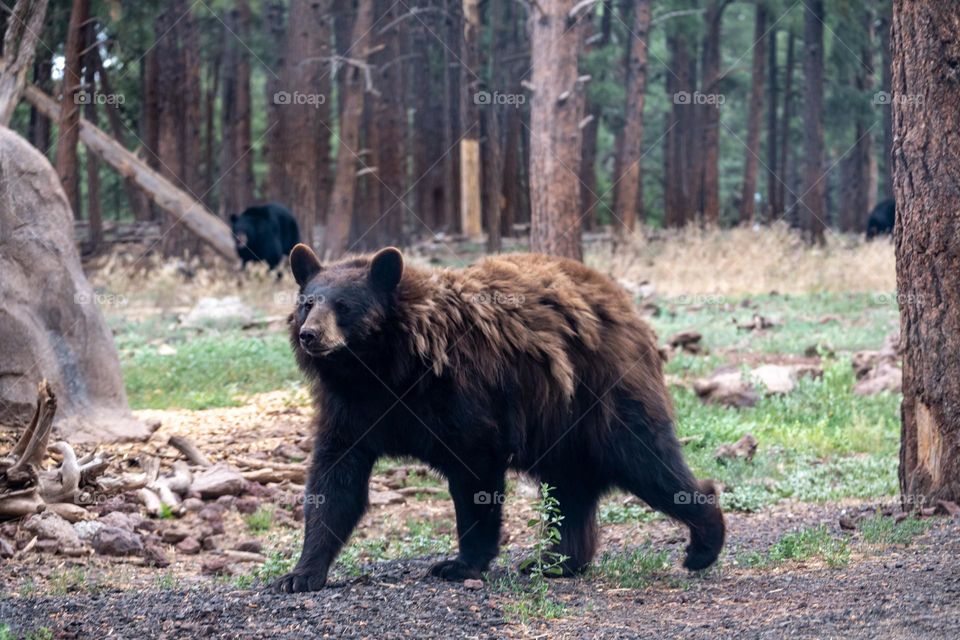 Walking bear