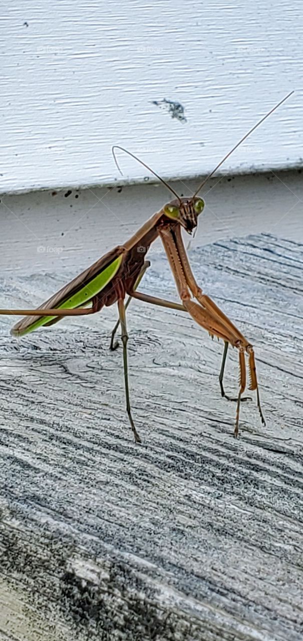 Praying Mantis on wooden deck railing. It seems to be looking at the camera, waiting.