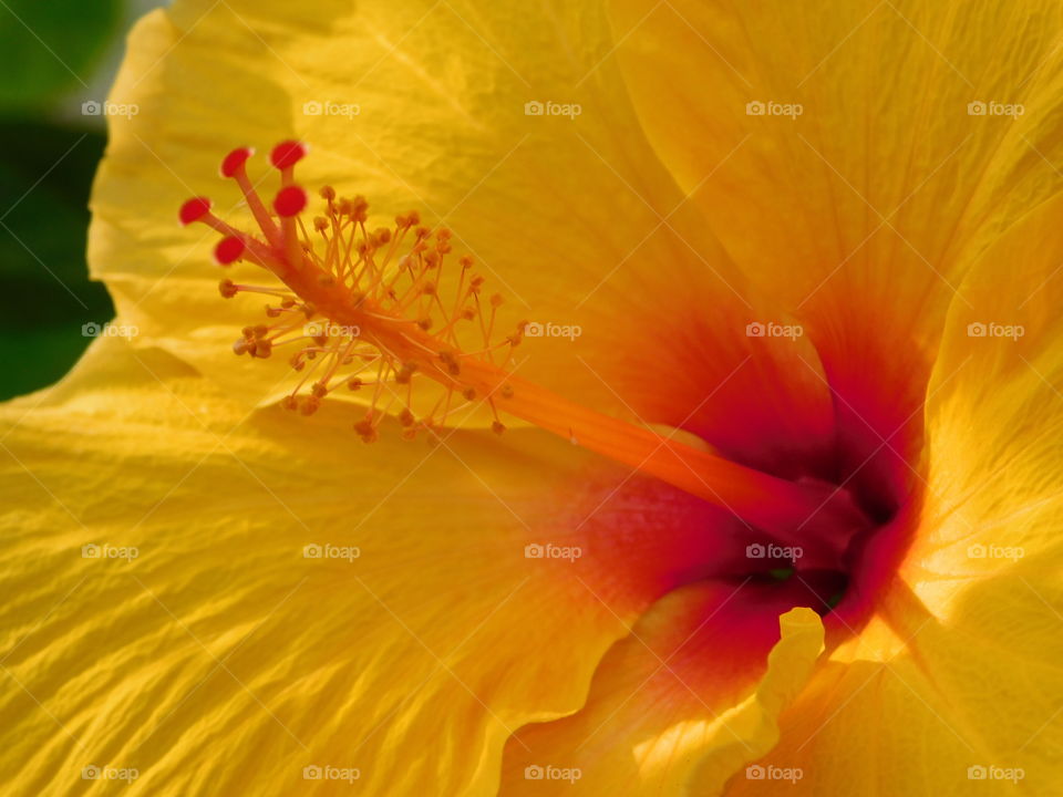 Macro shot of a yellow hibiscus 