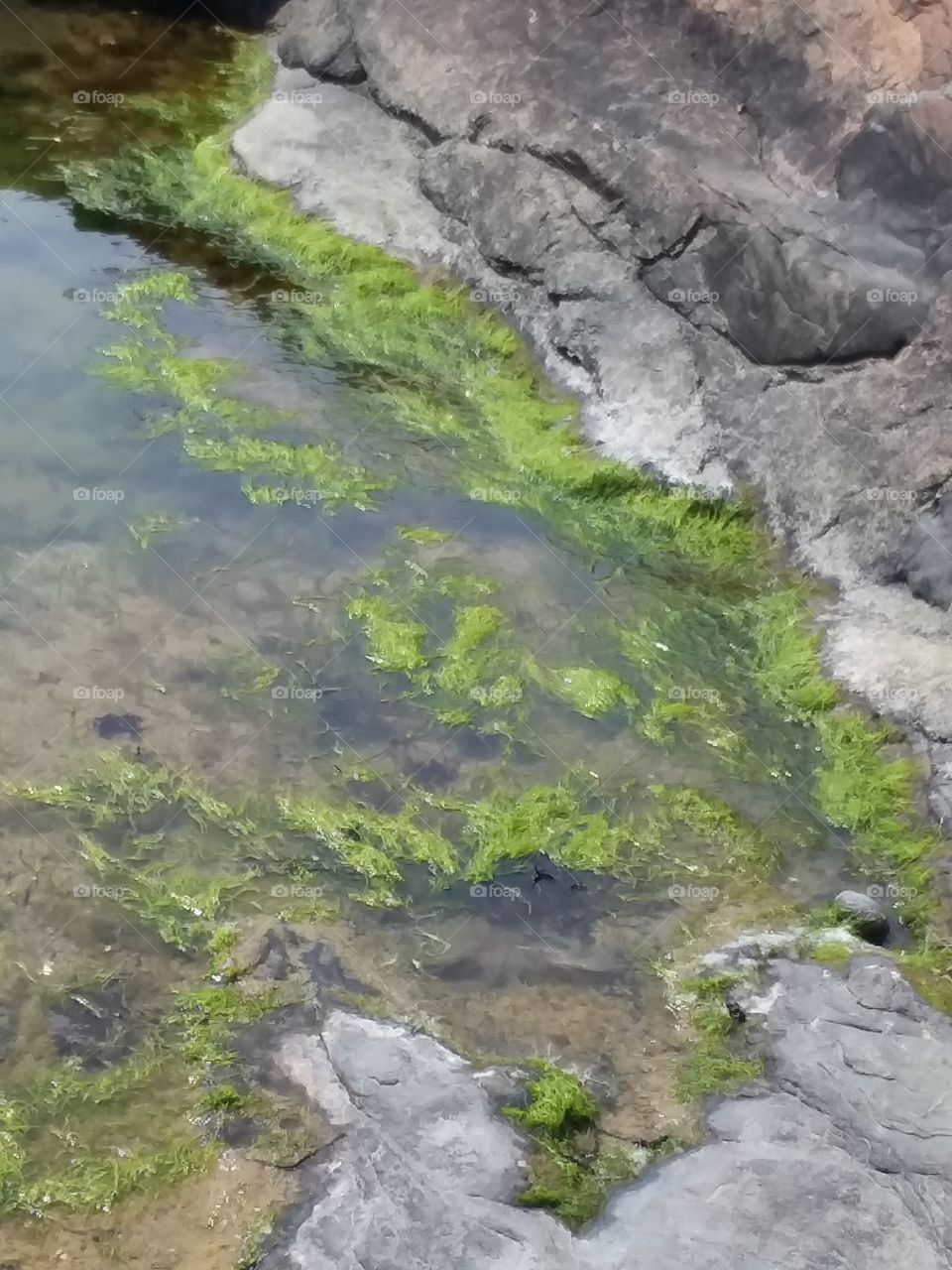 algea