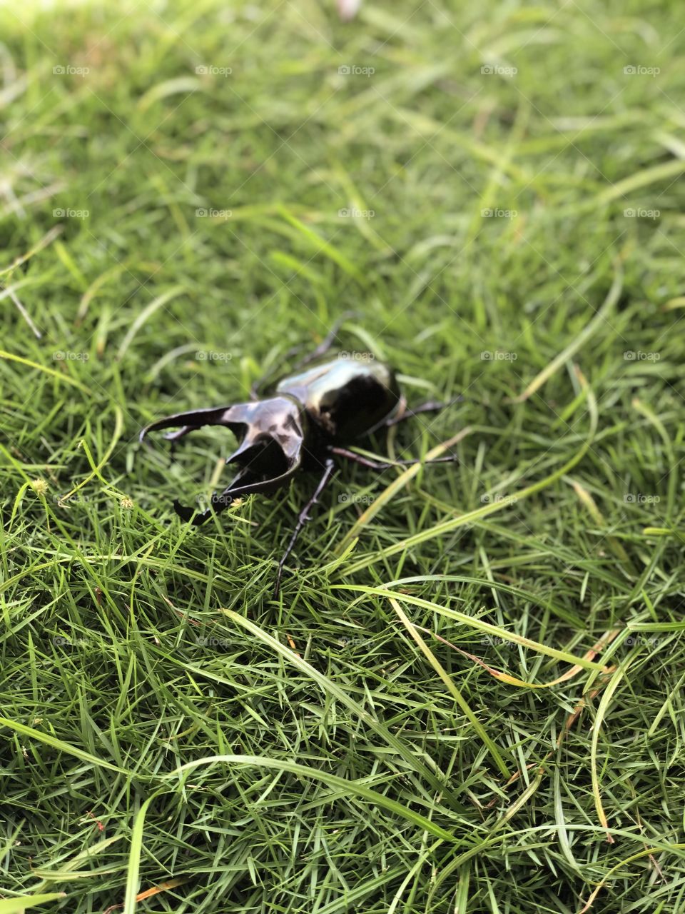 Horn beetle on the grass