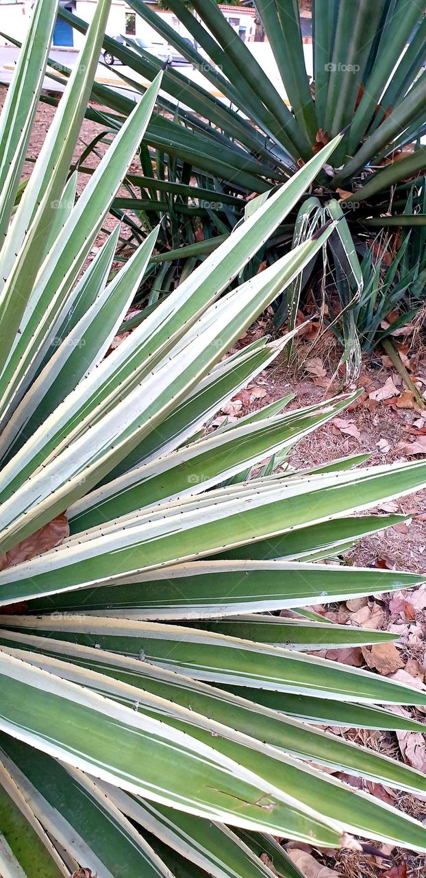 beautiful green plant very showy