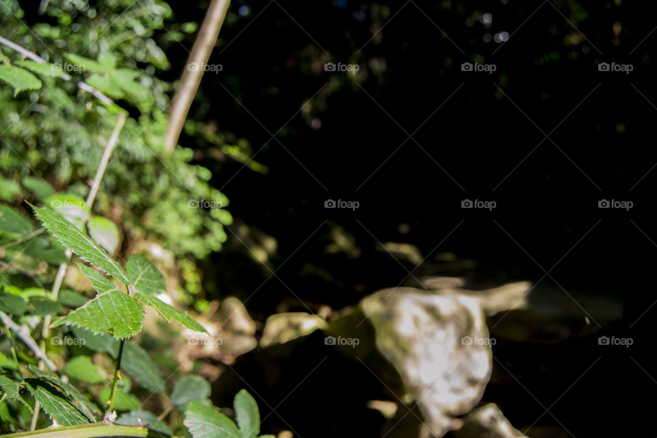 Walking through the mountains, found a river