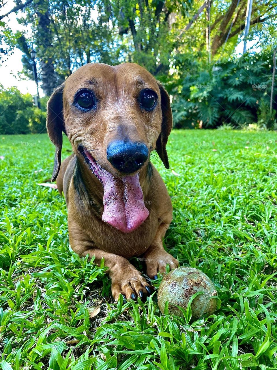 Puppy waiting to play