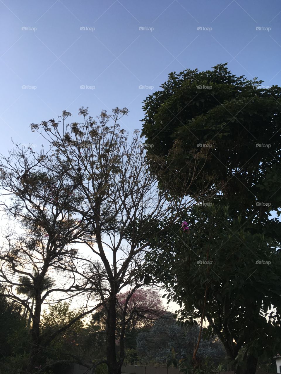 🇧🇷 Paisagem muito bonita do amanhecer caipira. Estamos em Jundiaí, no Interior do Brasil. / 🇺🇸 Very beautiful landscape of redneck early morning. We are in Jundiaí, in the interior of Brazil.