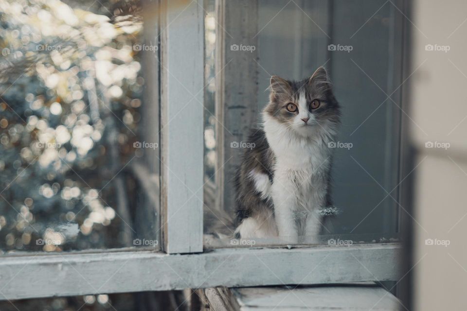 Domestic cat looks through the window.  pet concept