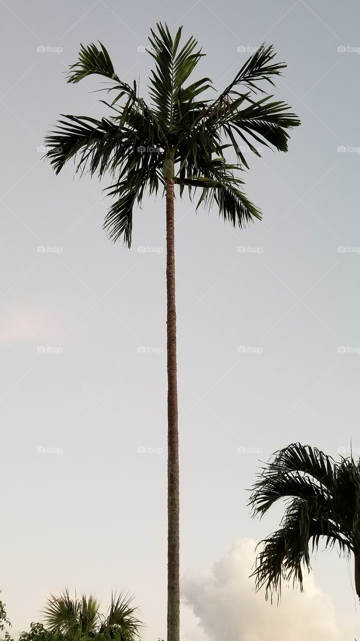 Alexander palm