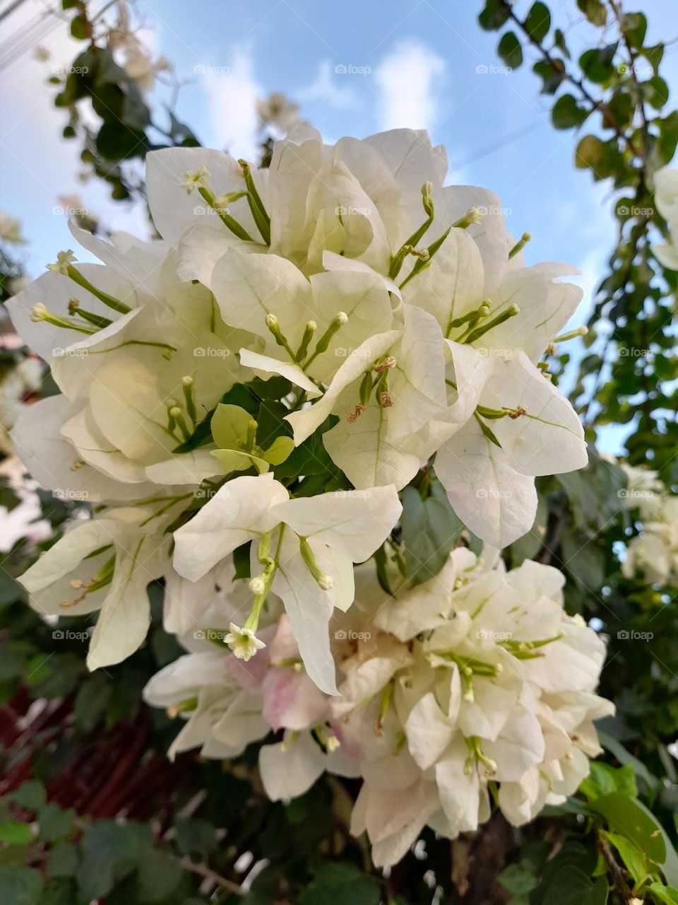 white bougainvillea flower are adorable, its beauty is unexplainable.