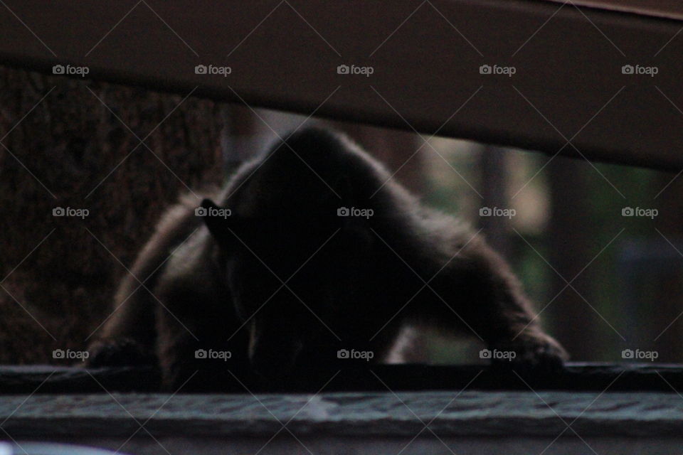 Bear Burglar. Bear at Lake Tahoe, getting in the dumpster