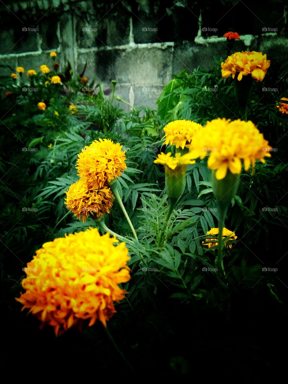 Marigold , flower