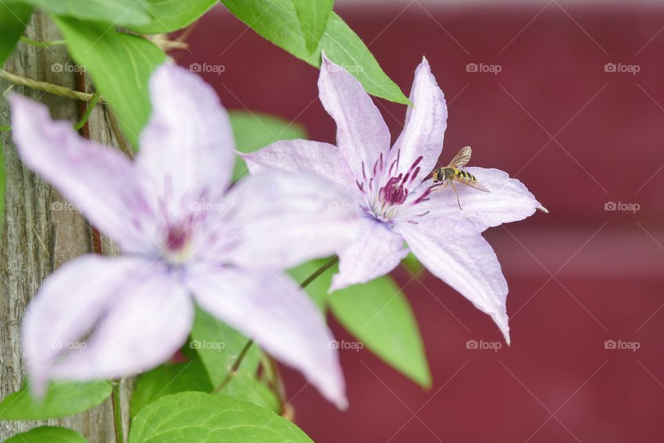 Clematis