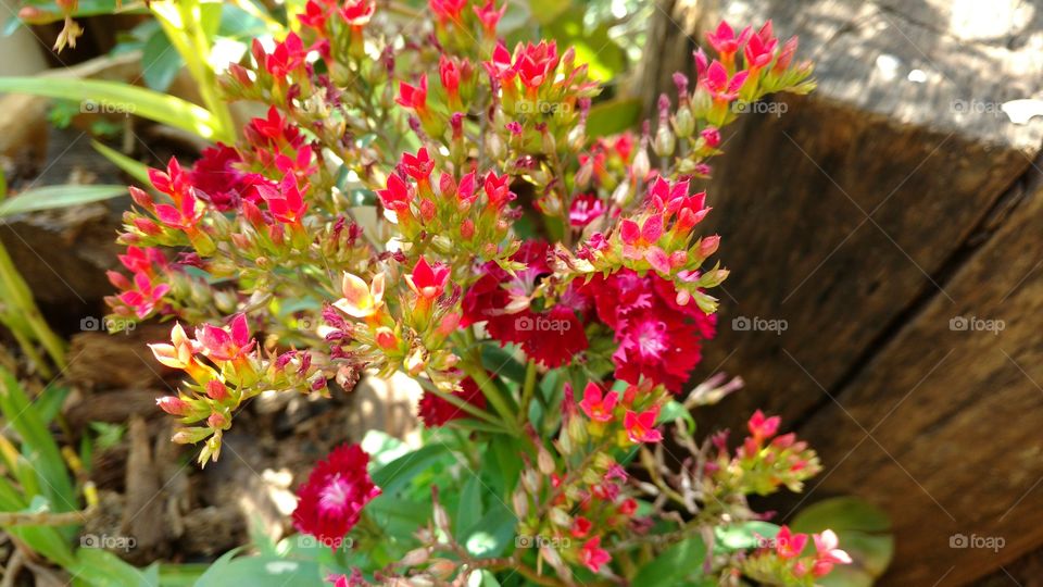 Maravilhosas florezinhas multicores.