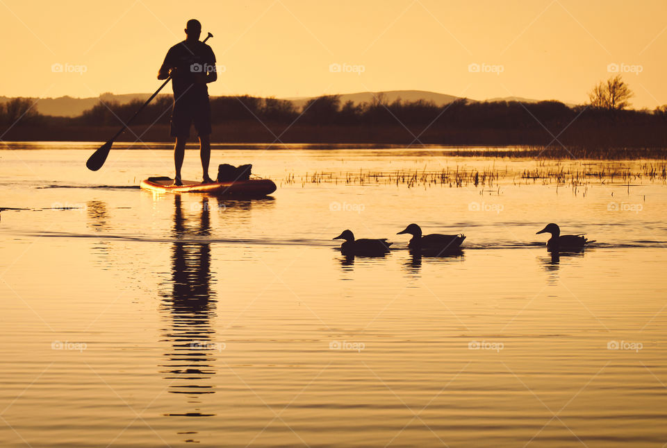 Sunset with silhouetted person peddle boarding and ducks passing