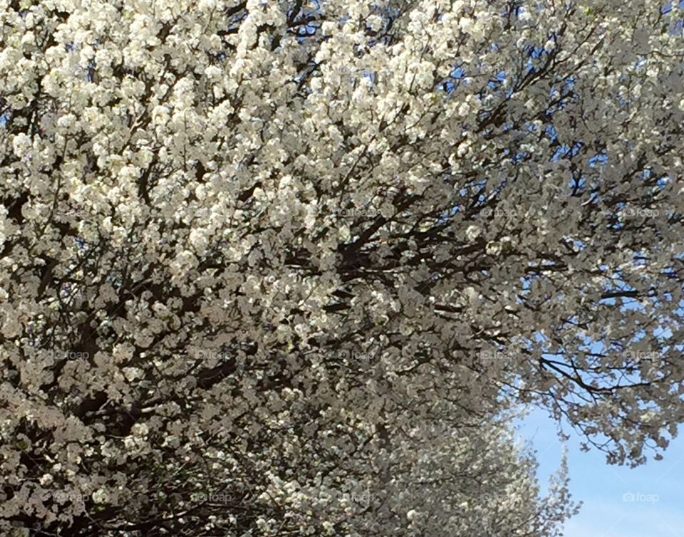 Bradford Pear Blooms