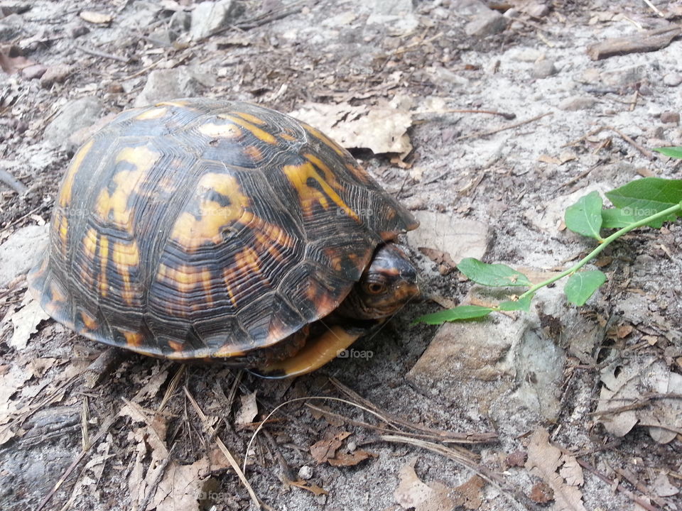 Turtle on the trail