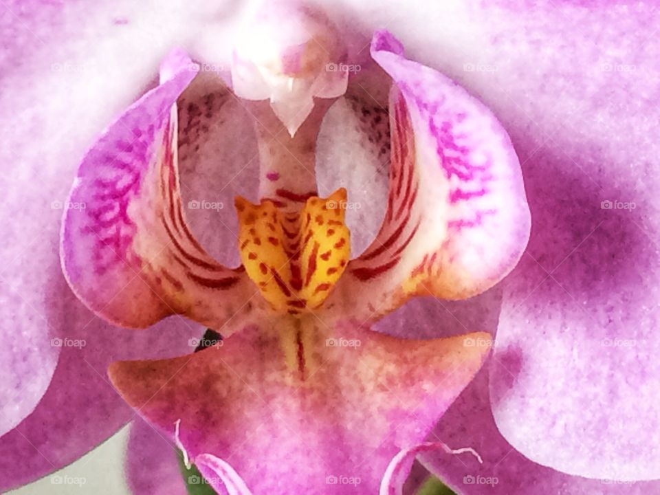 Beautiful Purple Orchid 