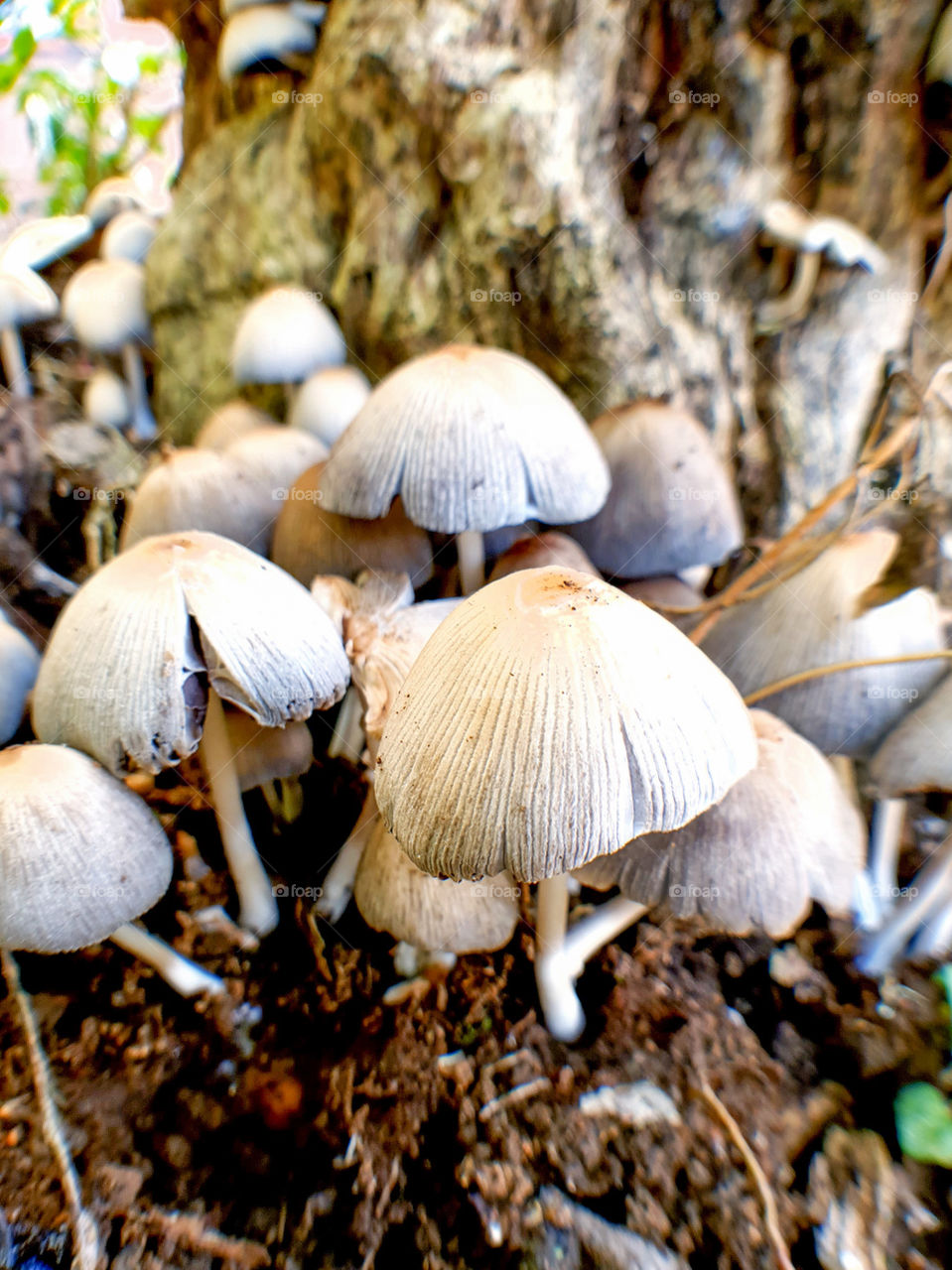 poisonous mushrooms are dangerous if eaten