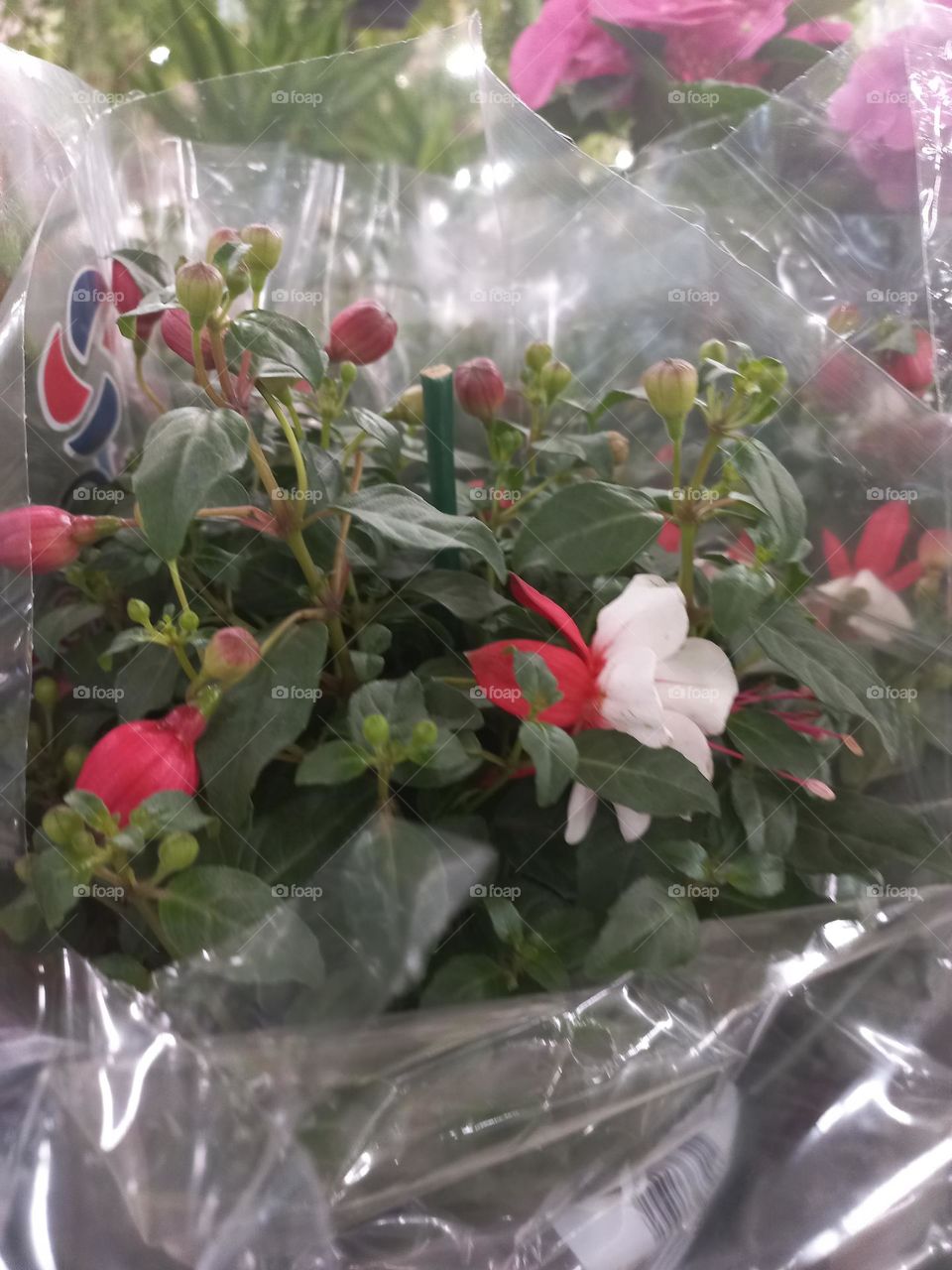 Flor  Brinco-de-Princesa é uma espécie  híbrida obtida a partir de espécies  Sul americanas de fúcsias, principalmente  Fúchsia Corymbiflora. A Flor Brinco de Princesa é um dos símbolos gaúchos  e, pode ser encontradas em parques e jardins do Estado