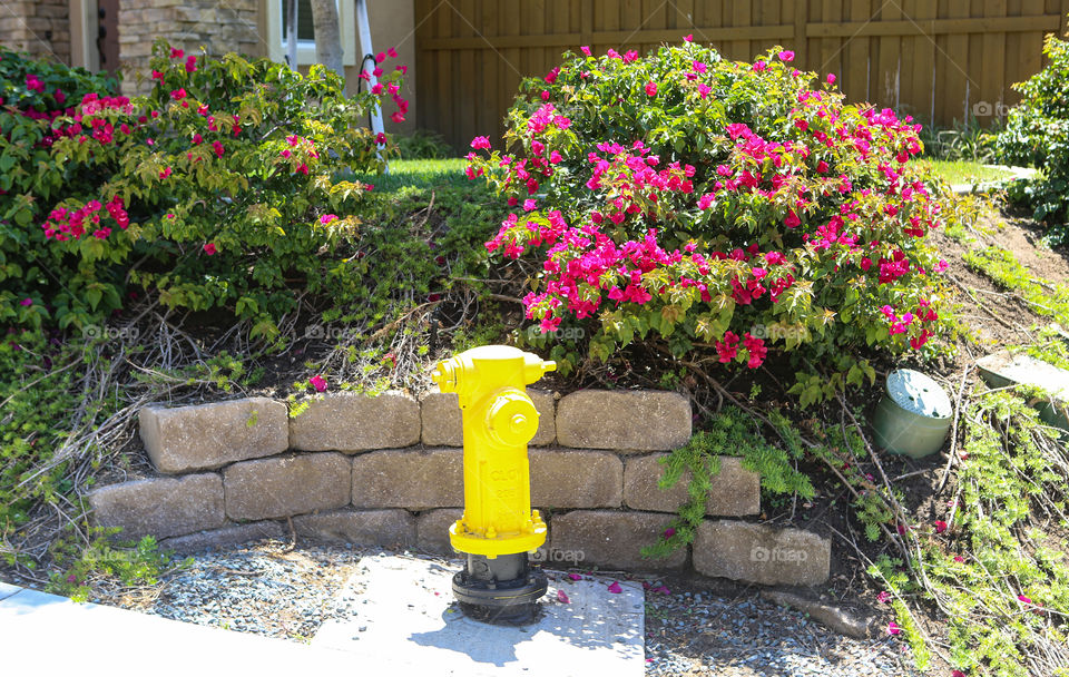 Fire hydrant & flowers