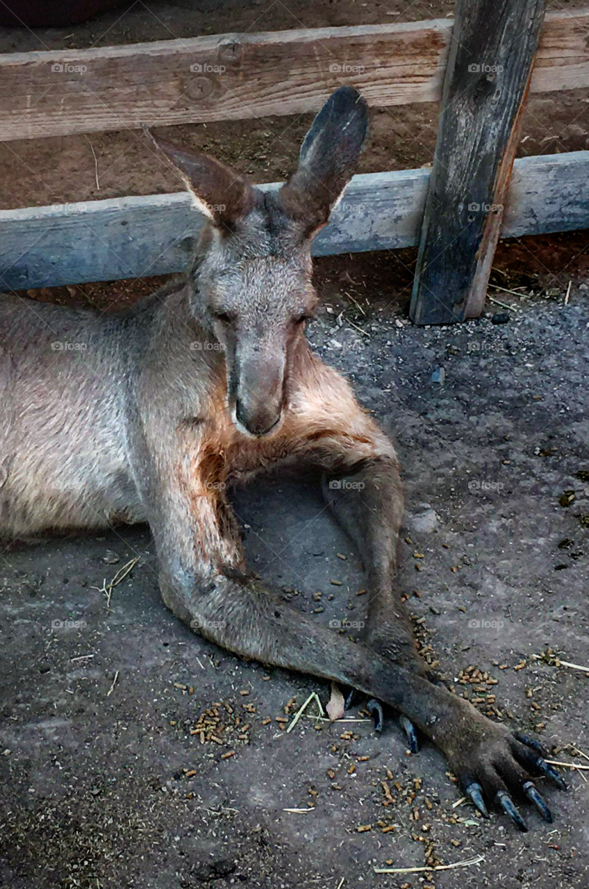 Kangaroo