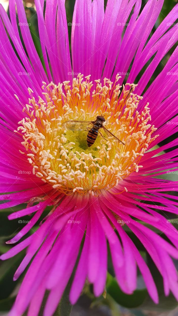 colourful flower in pink with a little guest- a bee is sitting in the yellow and loves mother nature