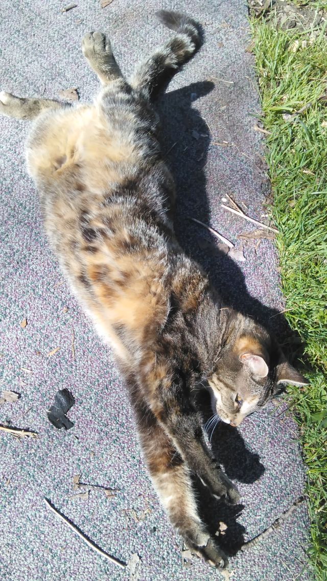so playful