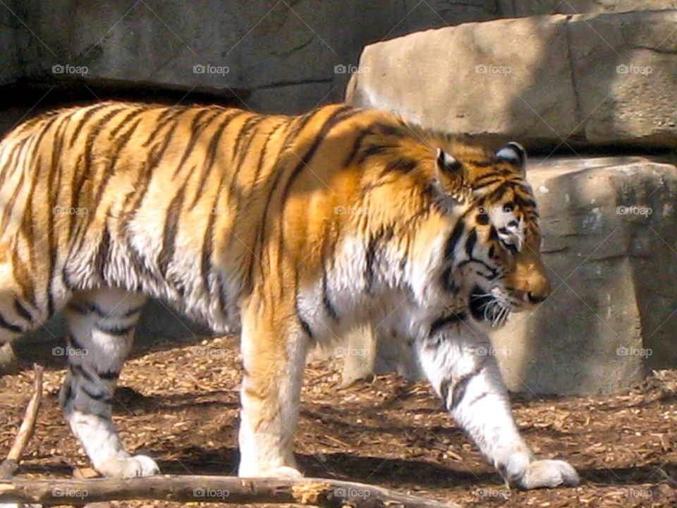 Tiger