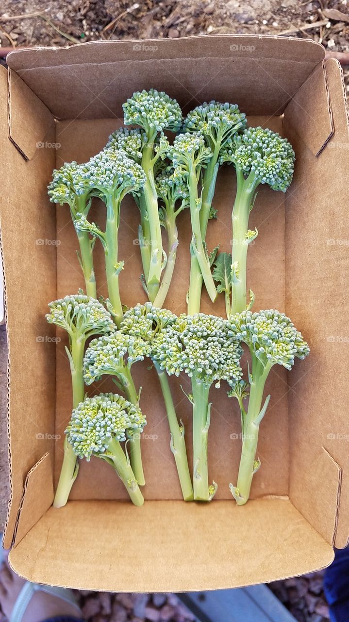 Freshly picked broccoli
